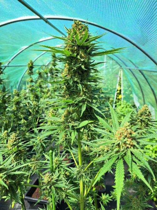 Clementine Slush. Week 14 - DAY54 (bloom) Plant #1