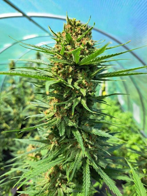 Clementine Slush. Week 14 - DAY54 (bloom) Plant #1