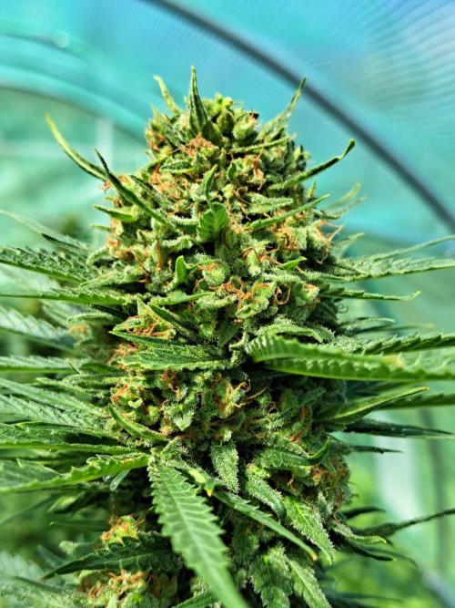 Clementine Slush. Week 14 - DAY54 (bloom) Plant #1 Close-up