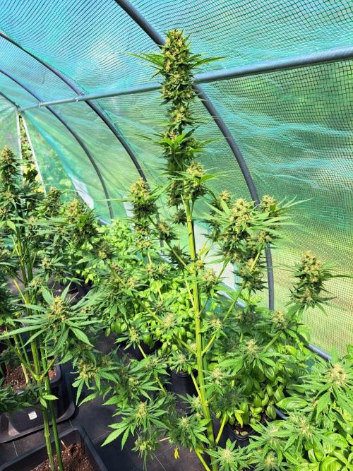 Clementine Slush. Week 14 - DAY54 (bloom) Plant #2