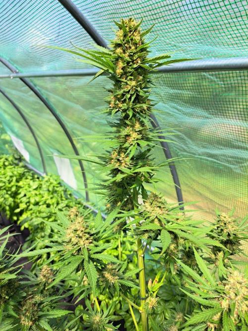 Clementine Slush. Week 14 - DAY54 (bloom) Plant #2
