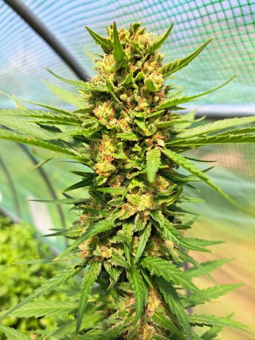 Clementine Slush. Week 14 - DAY54 (bloom) Plant #2
