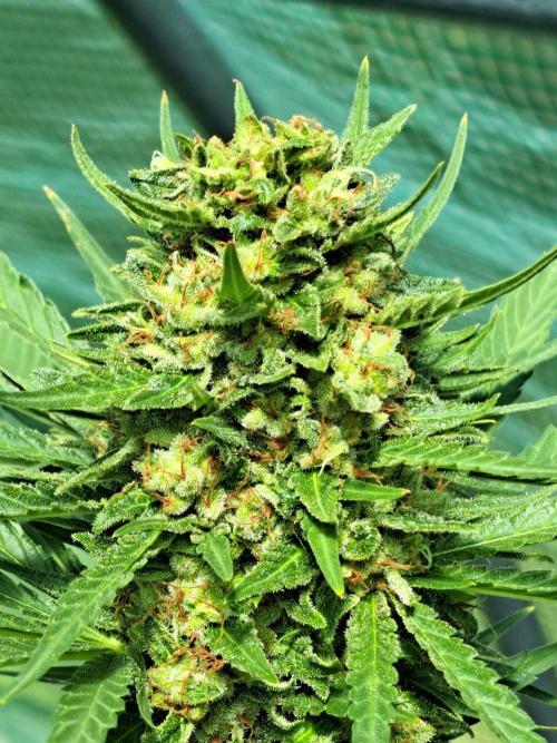 Clementine Slush. Week 14 - DAY54 (bloom) Plant #2 Close-up