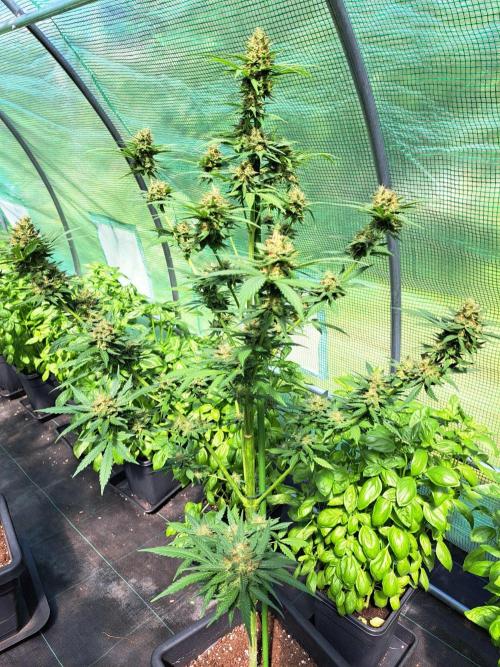 Clementine Slush. Week 14 - DAY54 (bloom) Plant #3