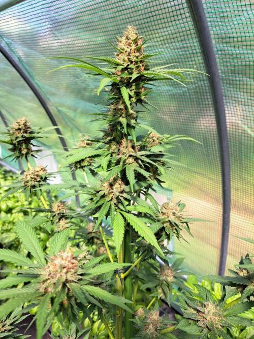 Clementine Slush. Week 14 - DAY54 (bloom) Plant #3