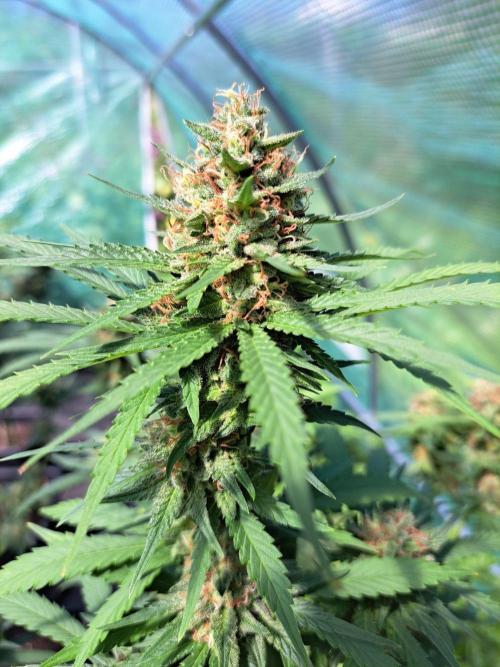 Clementine Slush. Week 14 - DAY54 (bloom) Plant #3
