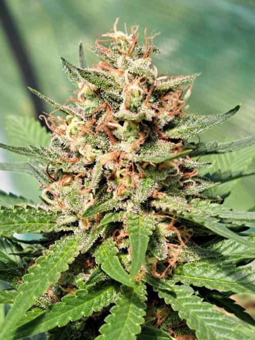 Clementine Slush. Week 14 - DAY54 (bloom) Plant #3 Close-up