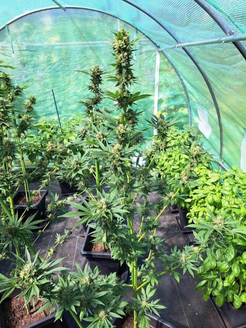 Zoap Rosé. Week 14 - DAY54 (bloom) 