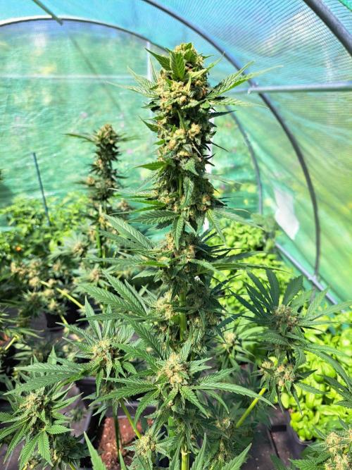 Zoap Rosé. Week 14 - DAY54 (bloom) 