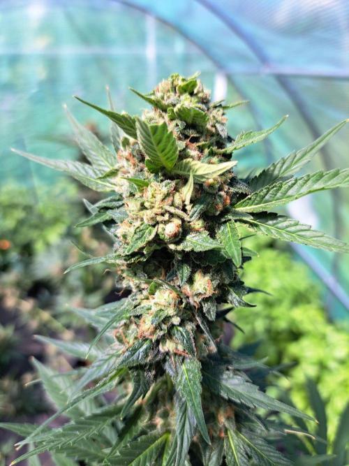 Zoap Rosé. Week 14 - DAY54 (bloom) 