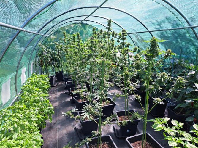 Zoap Rosé. Week 14 - DAY54 (bloom) Overview all plants in the greenhouse