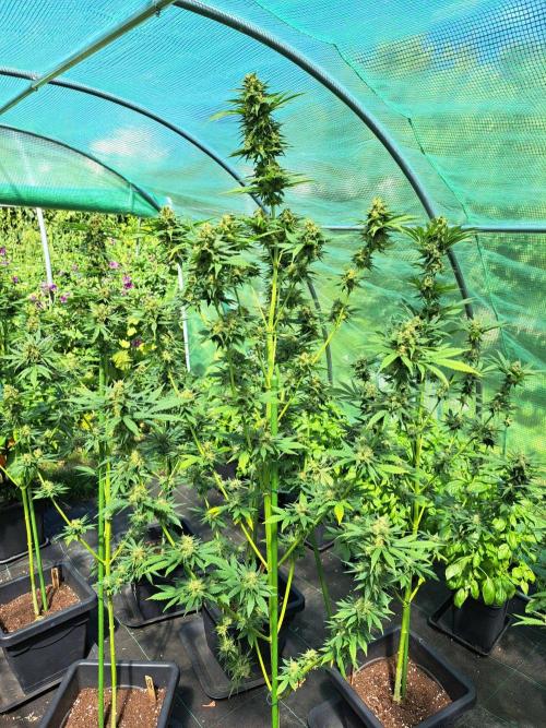 Sour Papaya. Week 14 - DAY54 (bloom) Plant #1