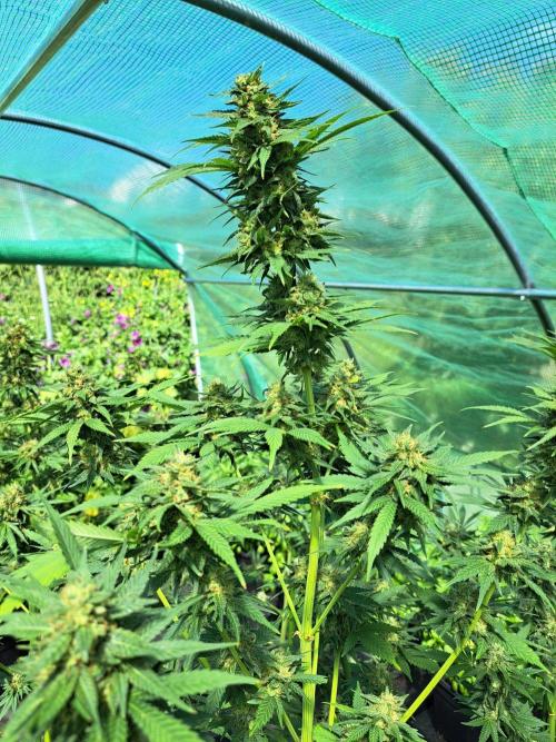 Sour Papaya. Week 14 - DAY54 (bloom) Plant #1