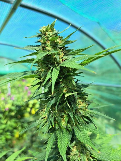 Sour Papaya. Week 14 - DAY54 (bloom) Plant #1