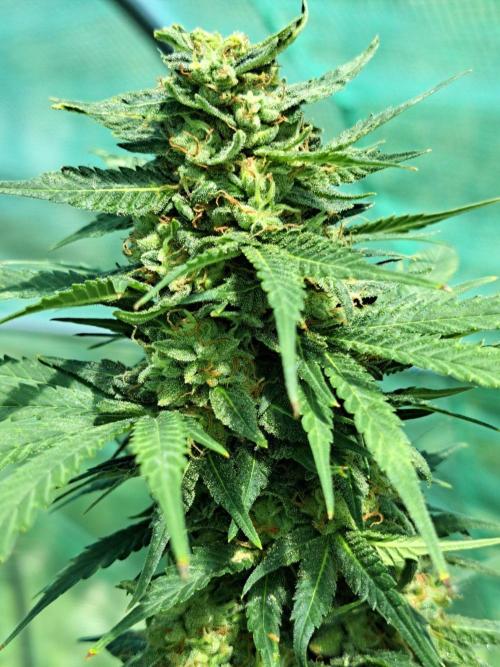 Sour Papaya. Week 14 - DAY54 (bloom) Plant #1 Close-Up