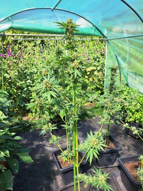 Sour Papaya. Week 14 - DAY54 (bloom) Plant #2