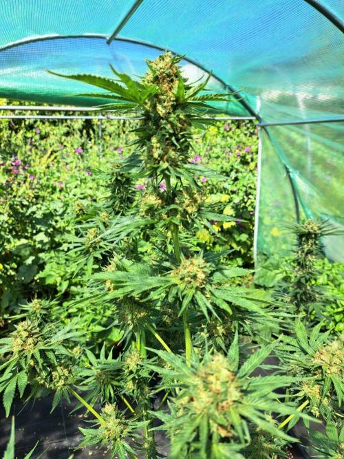 Sour Papaya. Week 14 - DAY54 (bloom) Plant #2