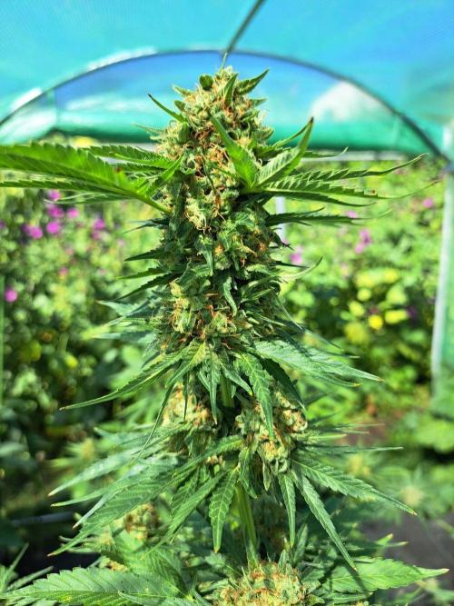 Sour Papaya. Week 14 - DAY54 (bloom) Plant #2