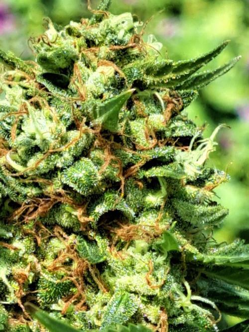 Sour Papaya. Week 14 - DAY54 (bloom) Plant #2 Close-Up