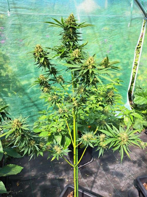 Sour Papaya. Week 14 - DAY54 (bloom) Plant #3