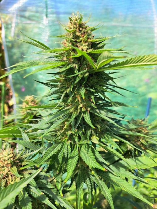 Sour Papaya. Week 14 - DAY54 (bloom) Plant #3