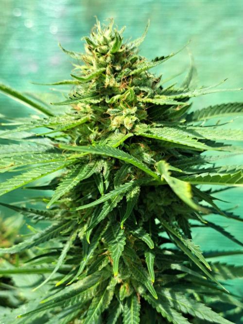 Sour Papaya. Week 14 - DAY54 (bloom) Plant #3