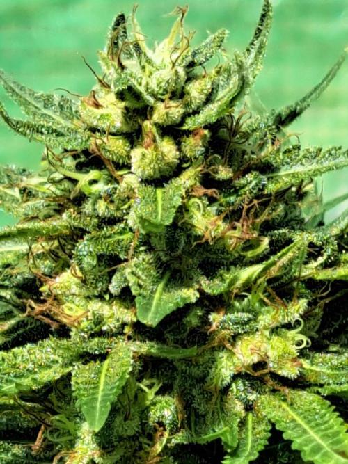 Sour Papaya. Week 14 - DAY54 (bloom) Plant #3 Close-Up