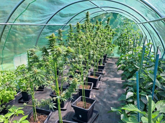 Sour Papaya. Week 14 - DAY54 (bloom) Overview all plants in the greenhouse