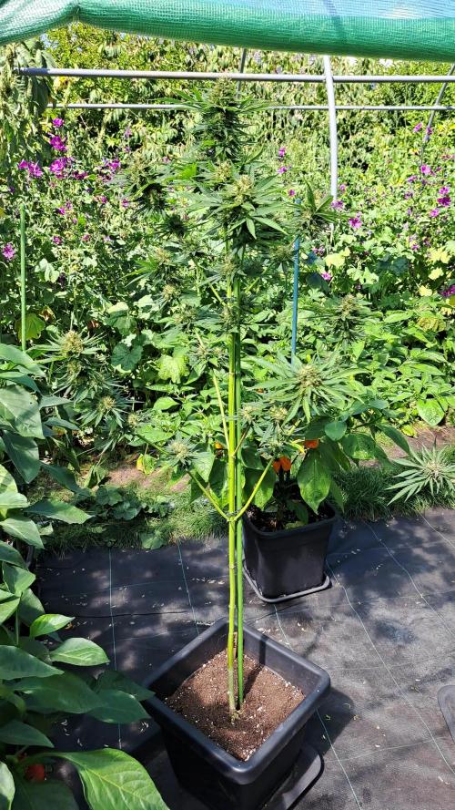 Sour Papaya