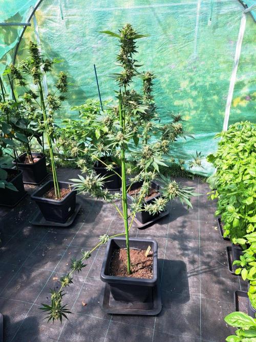 Permant Marker X Georgia Pie. Week 14 - DAY54 (bloom) Plant #1