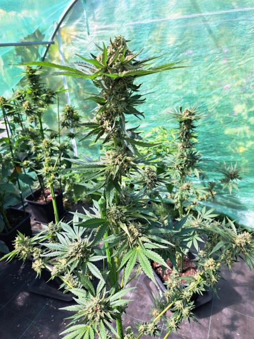 Permant Marker X Georgia Pie. Week 14 - DAY54 (bloom) Plant #1