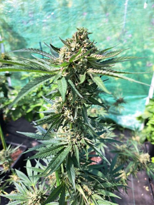 Permant Marker X Georgia Pie. Week 14 - DAY54 (bloom) Plant #1