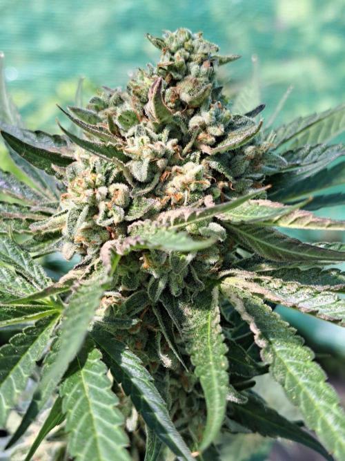 Permant Marker X Georgia Pie. Week 14 - DAY54 (bloom) Plant #1