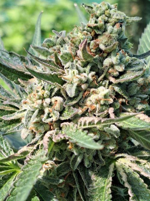 Permant Marker X Georgia Pie. Week 14 - DAY54 (bloom) Plant #1 Close-Up