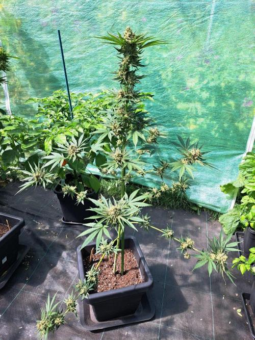 Permant Marker X Georgia Pie. Week 14 - DAY54 (bloom) Plant #2