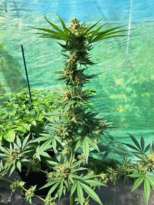 Permant Marker X Georgia Pie. Week 14 - DAY54 (bloom) Plant #2