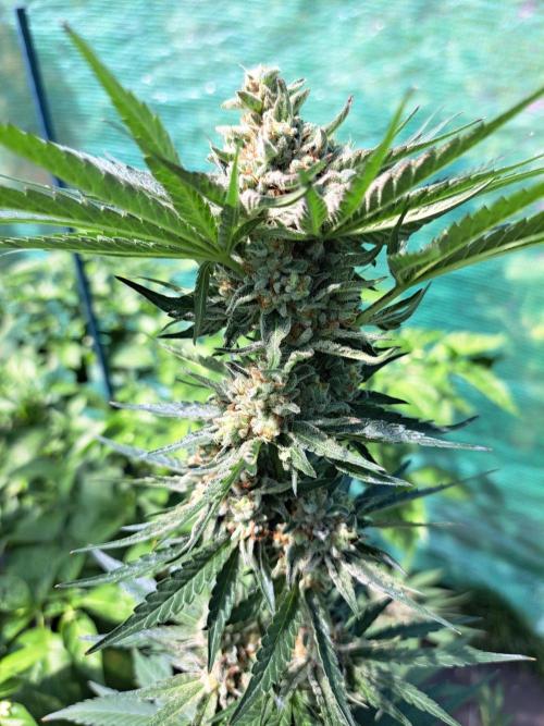 Permant Marker X Georgia Pie. Week 14 - DAY54 (bloom) Plant #2