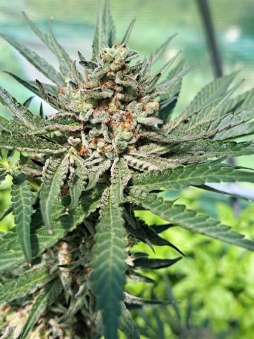 Permant Marker X Georgia Pie. Week 14 - DAY54 (bloom) Plant #2