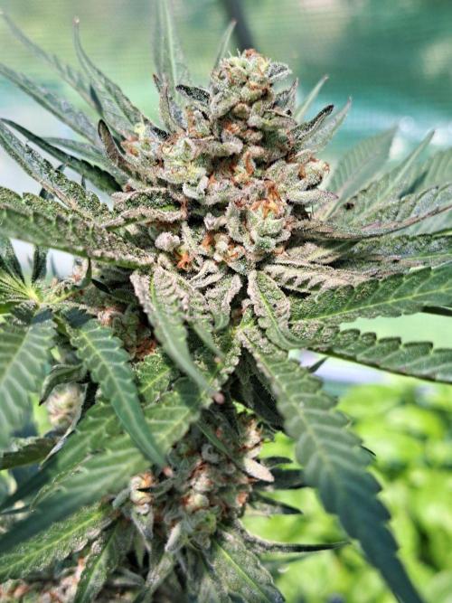 Permant Marker X Georgia Pie. Week 14 - DAY54 (bloom) Plant #2