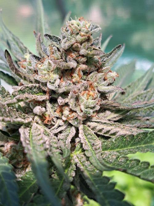 Permant Marker X Georgia Pie. Week 14 - DAY54 (bloom) Plant #2