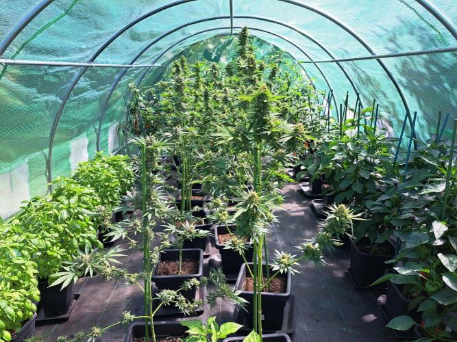 Permant Marker X Georgia Pie. Week 14 - DAY54 (bloom) Overview all plants in the greenhouse