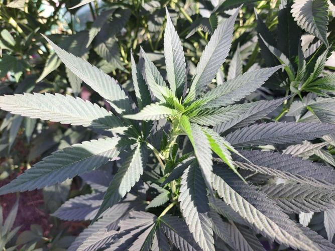OUT Cookies Gelato CLONE. Week 14 - DAY97 Plant #1