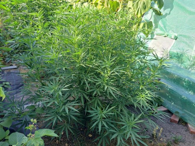 OUT Biscotti#7 CLONE. Week 14 - DAY97 Plant #2