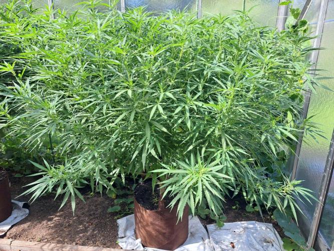 GH Biscotti#7 Zamnesia CLONE. Week 25 - DAY179 Plant #1