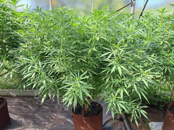 GH Biscotti#7 Zamnesia CLONE. Week 25 - DAY179 Plant #3
