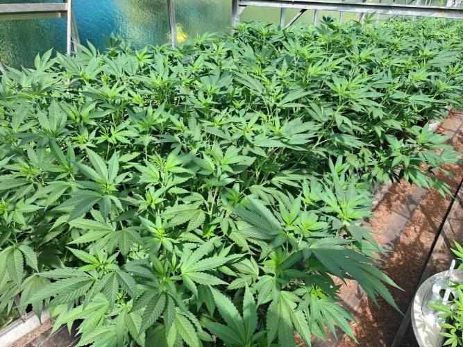 GH Cookies Gelato CLONE. Week 24 - DAY174