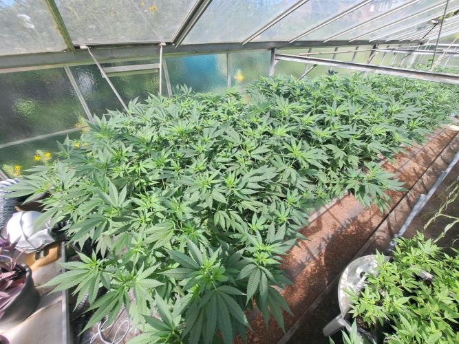 GH Cookies Gelato CLONE. Week 24 - DAY174