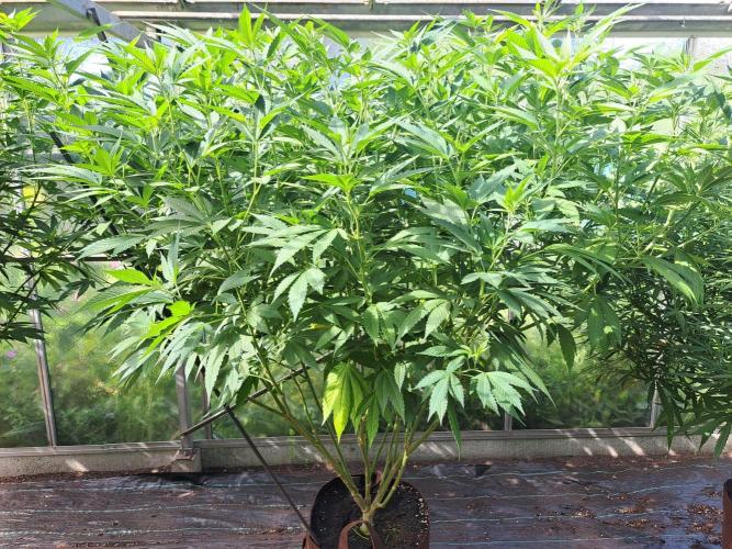 GH Cookies Gelato CLONE. Week 24 - DAY174 Plant #1