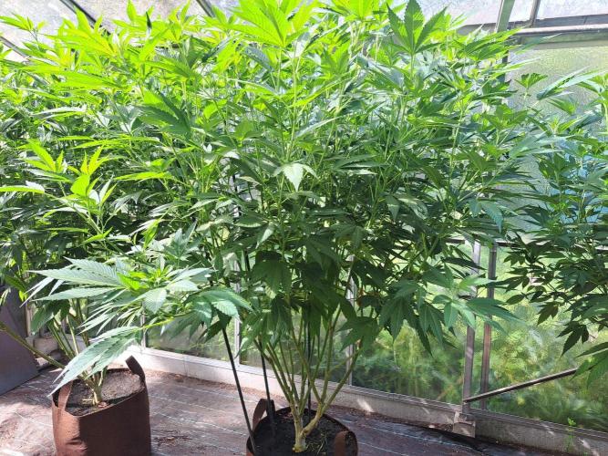 GH Cookies Gelato CLONE. Week 24 - DAY174 Plant #2
