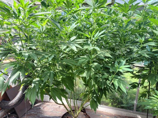 GH Cookies Gelato CLONE. Week 24 - DAY174 Plant #3